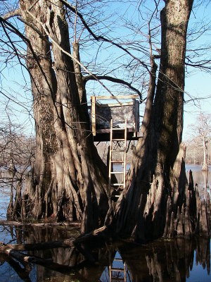 The Big Woods, Arkansas 2006