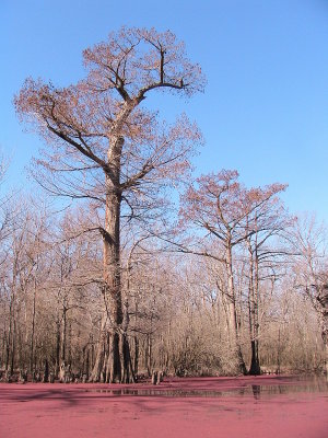The Big Woods, Arkansas 2006