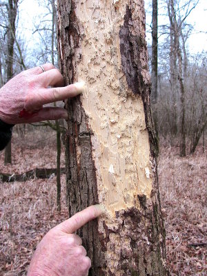 The Big Woods, Arkansas 2006