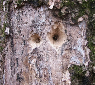 The Big Woods, Arkansas 2006
