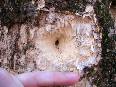 The Big Woods, Arkansas 2006