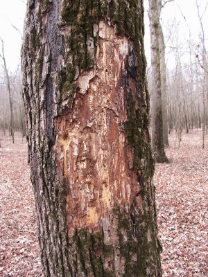 The Big Woods, Arkansas 2006
