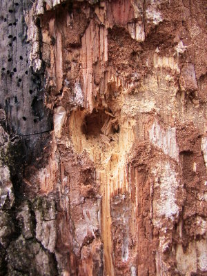 The Big Woods, Arkansas 2006
