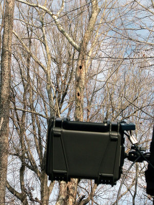 The Big Woods, Arkansas 2006