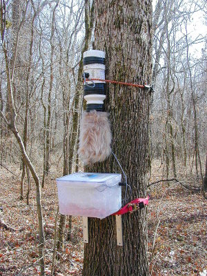 The Big Woods, Arkansas 2006