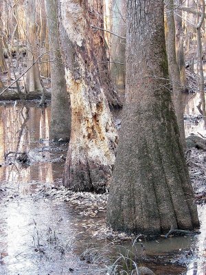 Congaree Swamp, South Carolina 2007