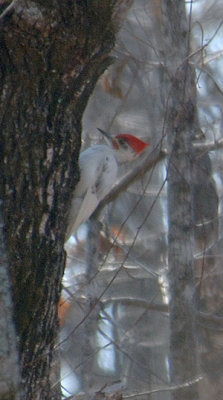 The Big Woods, Arkansas 2006