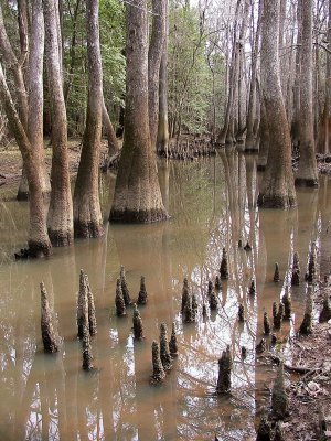 Congaree Swamp, South Carolina 2007
