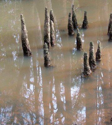 Congaree Swamp, South Carolina 2007