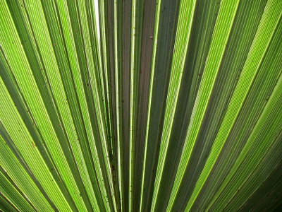 Congaree Swamp, South Carolina 2007