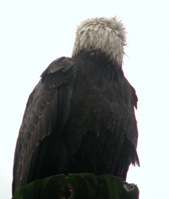 Bald Eagle