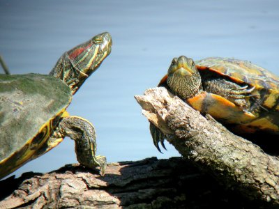 Red-eared Slider and ?