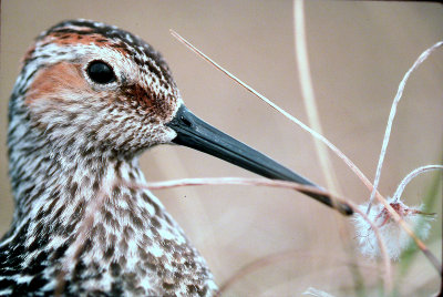 Stilt Sandpiper