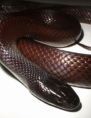 Baja California Kingsnake