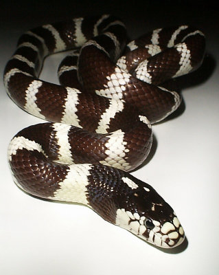 Desert California Kingsnake