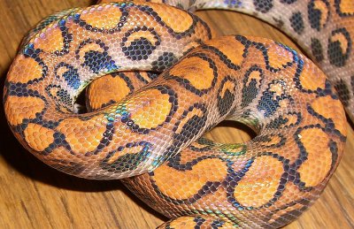 Brazilian Rainbow Boa