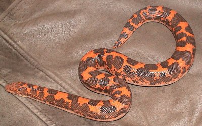 Kenyan Sand Boa