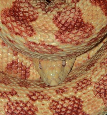 Albino Bull Snake
