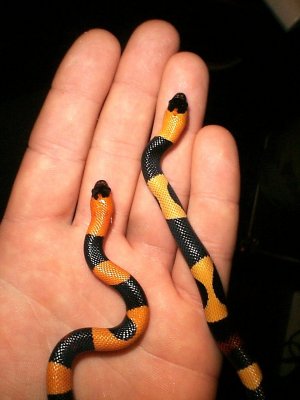 Pueblan Milksnake
