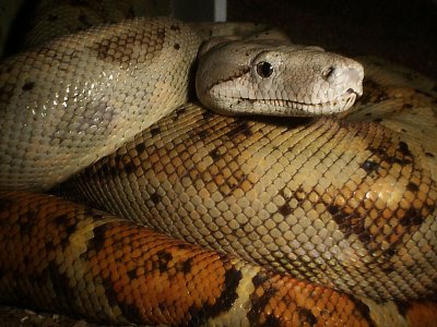 Hog Island Boa