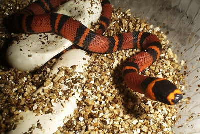 Tangerine Honduran Milksnake