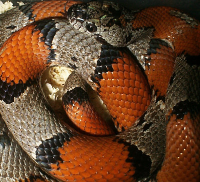 Gray-banded Kingsnake