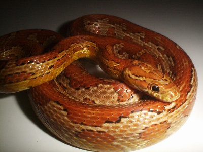 Corn Snake