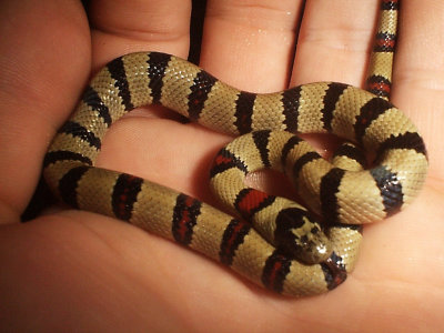 Nuevo Leon Kingsnake