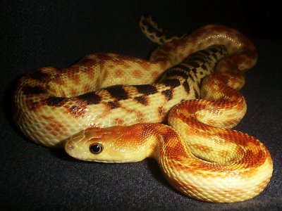 Cape Gopher Snake