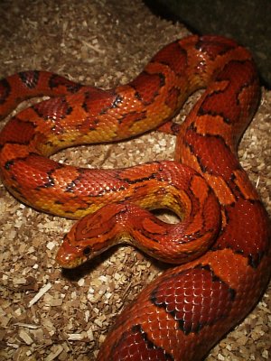 Corn Snake