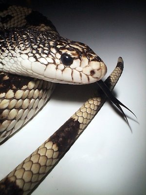 Northern Pine Snake