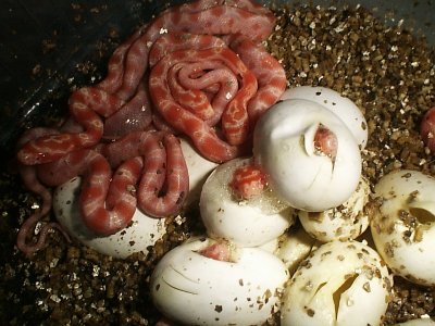 Albino Corn Snake