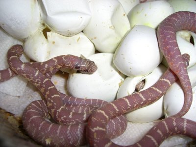 Albino brooksi Florida Kingsnake