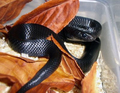 Indigo Snake