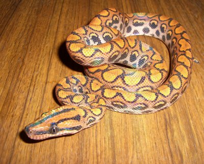 Brazilian Rainbow Boa