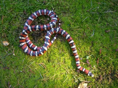 Arizona Mountain Kingsnake