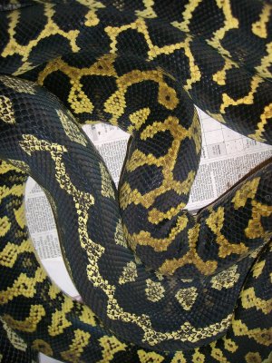 Jungle Carpet Python