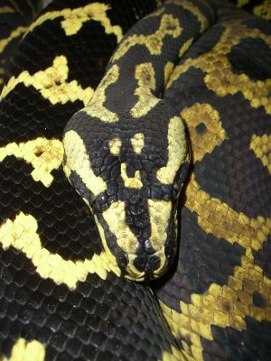 Jungle Carpet Python