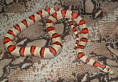 Durango Moutain Kingsnake