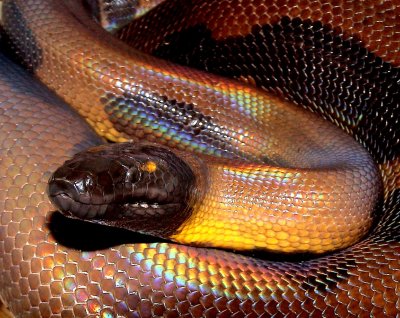 Bismarck Ringed Python
