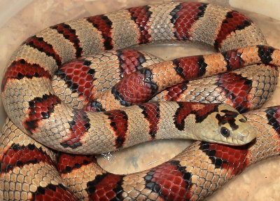 Durango Moutain Kingsnake