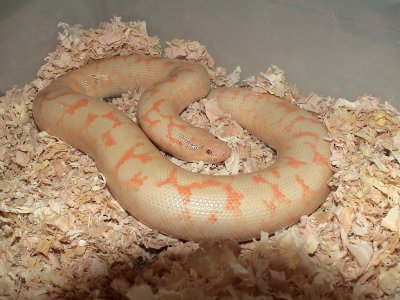 Albino Kenyan Sand Boa