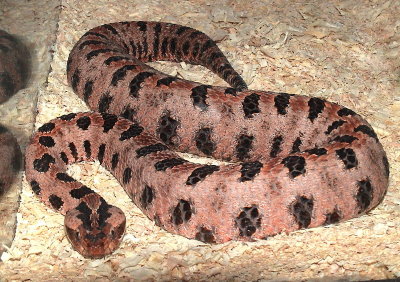 Carolina Red Pygmy Rattlesnake