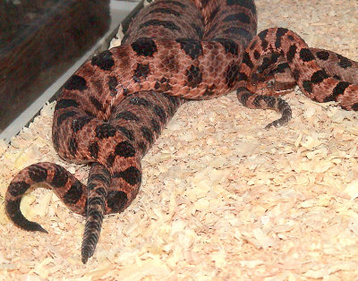 Carolina Red Pygmy Rattlesnake