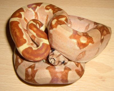 Hypo Boa