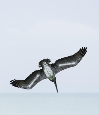 Brown Pelican diving 1