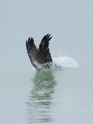 Brown Pelican diving 2