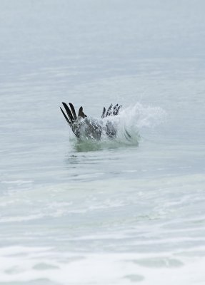 Brown Pelican diving 3