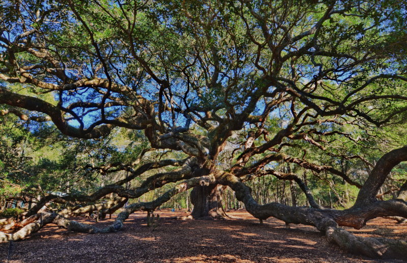 Angel Oak, Charleston S.C.