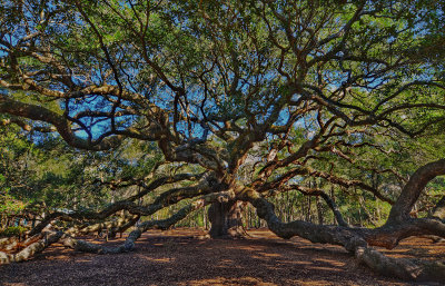 Angel Oak.jpg